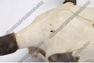 Photo Reference of Animal Skull